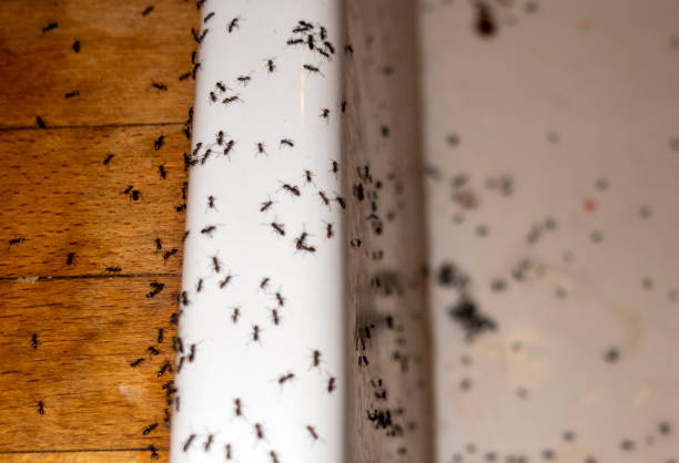 Best Best Pest Control Companies  in Talent, OR