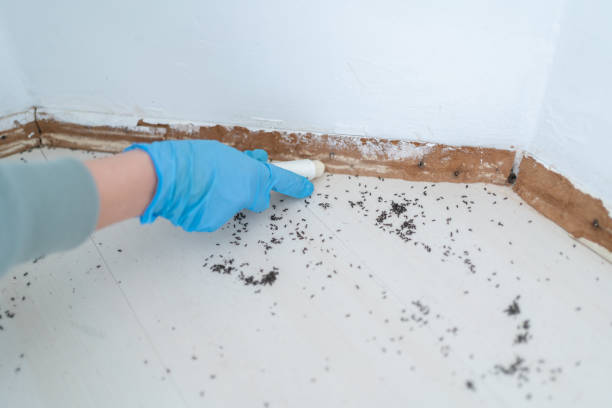Best Residential Pest Control  in Talent, OR